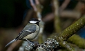 Great tit - J
